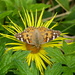 Painted Lady on Yellow Daisy by susiemc