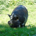 Porky Pig Pigging His Self by bulldog