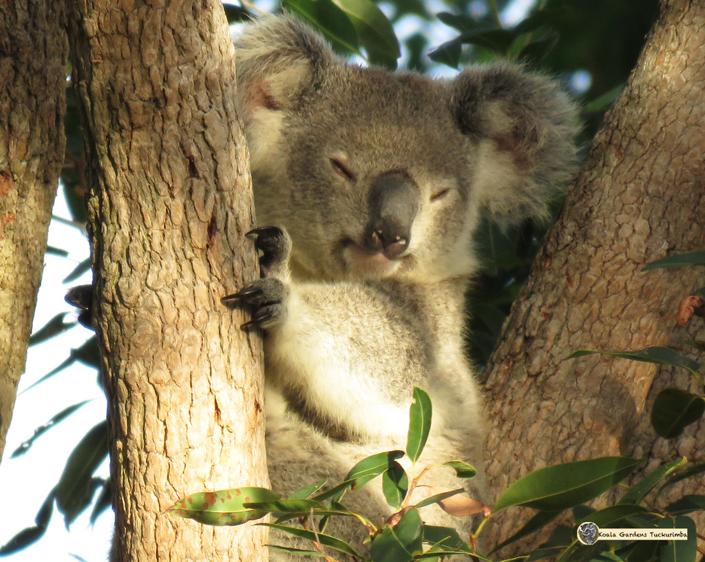 my happy place by koalagardens