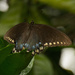 Spicebush Swallowtail Butterfly! by rickster549