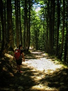 27th Aug 2012 - Way to Roncesvalles