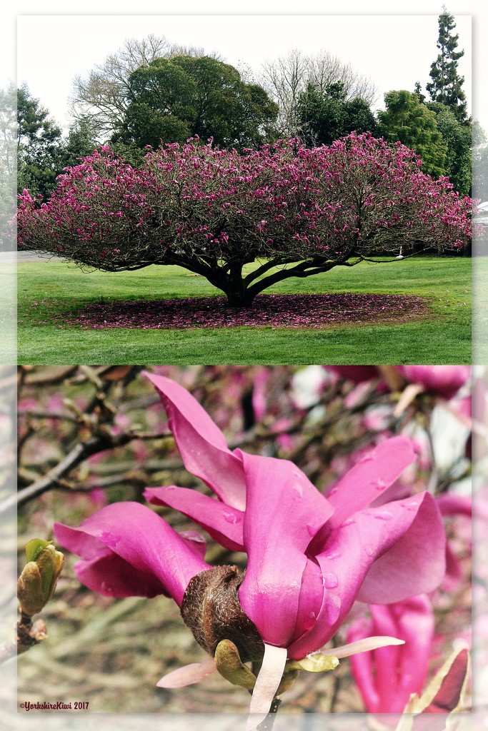Magnolia Diptych by yorkshirekiwi