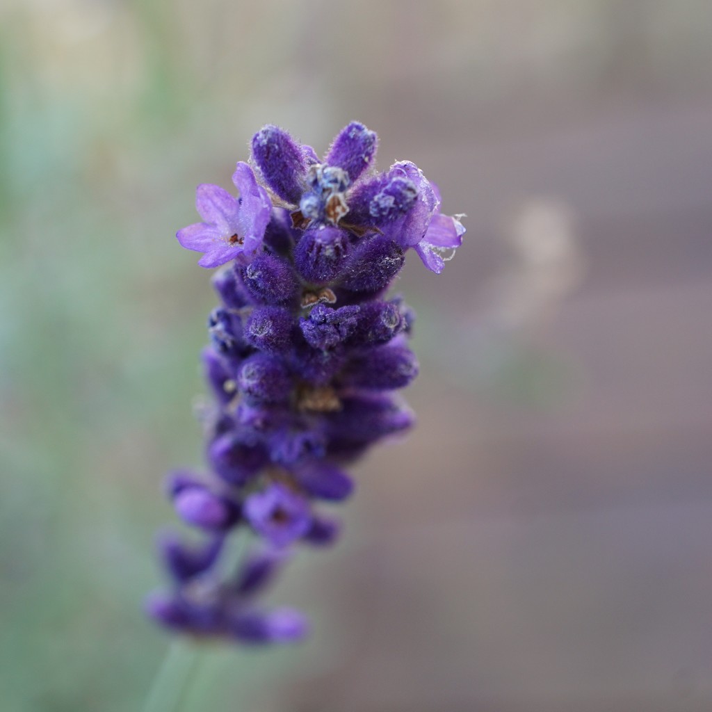 a little lavender by quietpurplehaze