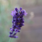 29th Aug 2017 - a little lavender