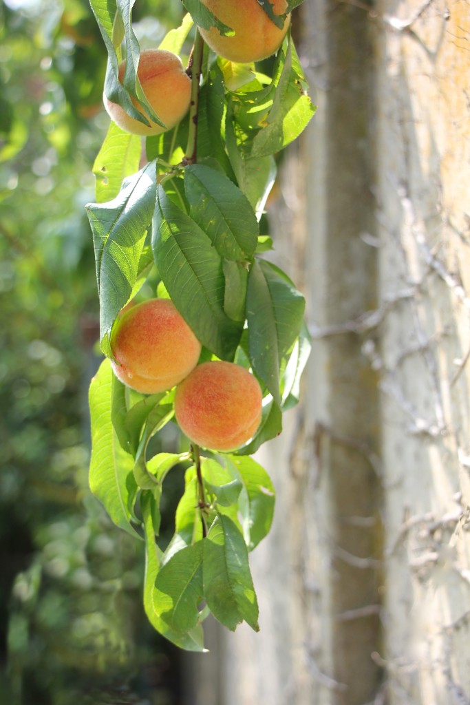 Thou shalt not covet thy neighbour's peaches by jamibann