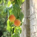 Thou shalt not covet thy neighbour's peaches by jamibann