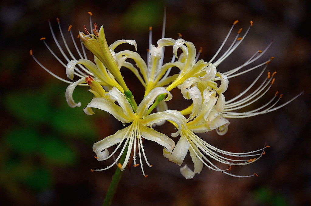 Spider lily by congaree