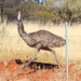 Emu Versus Car by terryliv