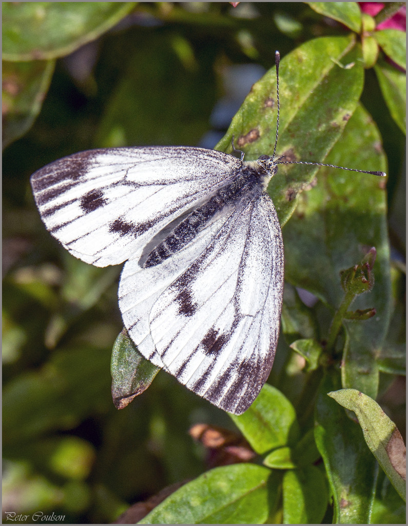 Large White by pcoulson