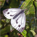 Large White by pcoulson