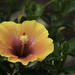 Hibiscus by cdonohoue