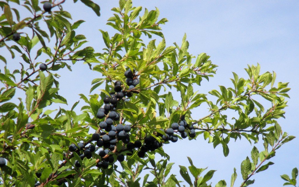 Sloes by g3xbm