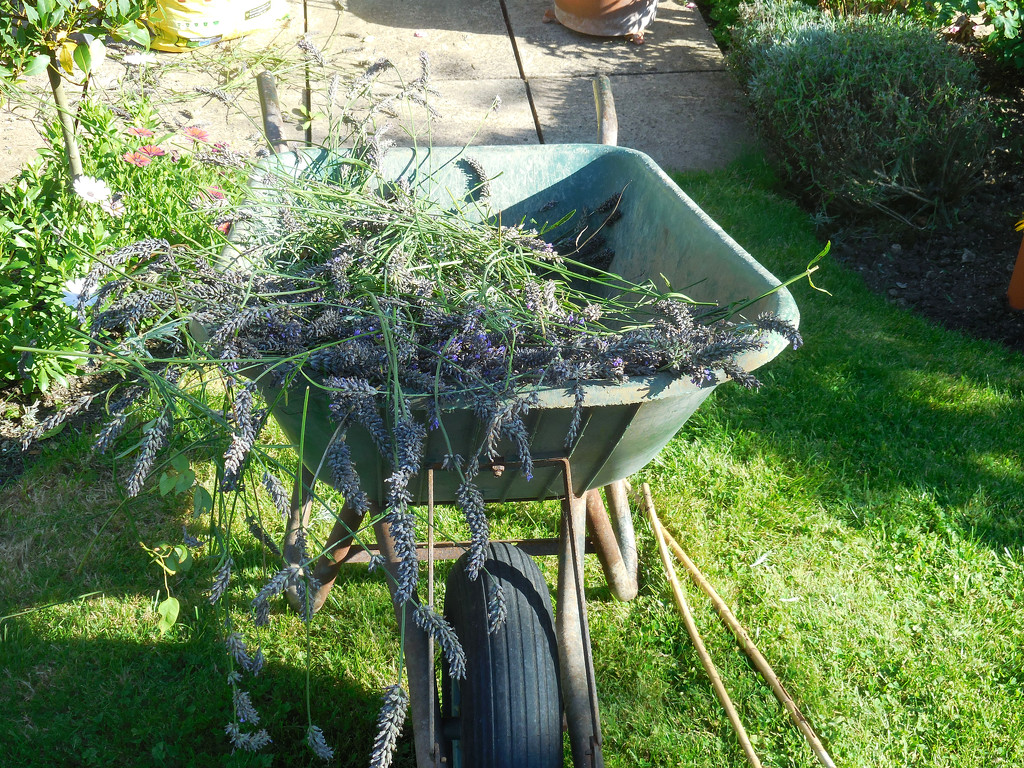 Lavender in wheelbarrow by jon_lip