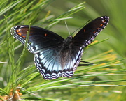 29th Aug 2017 - Red-Spotted Purple Butterfly