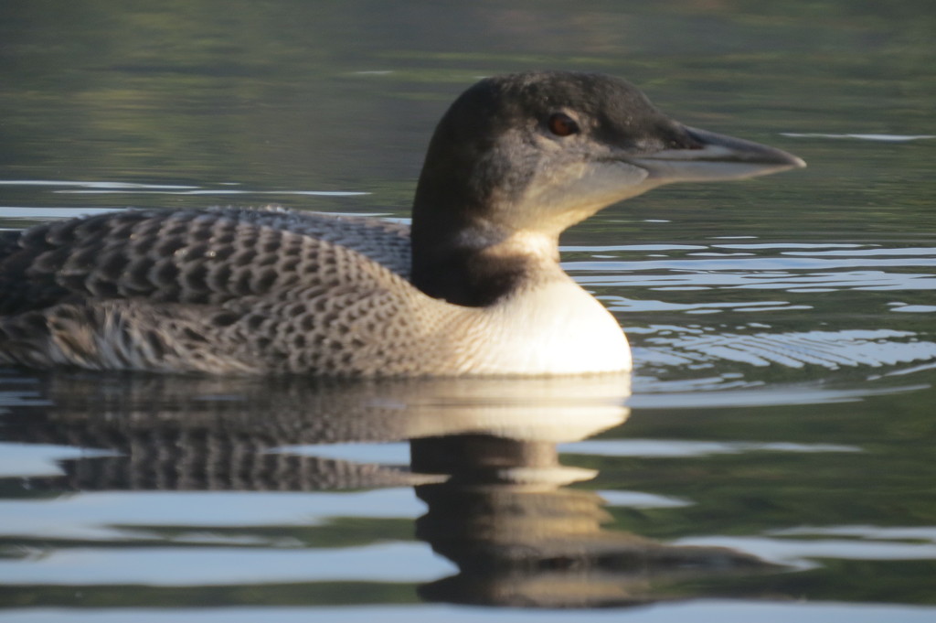Loon chick. by rob257