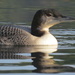 Loon chick. by rob257