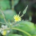 A Little Yellow Flower by olivetreeann