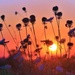 Evening Wildflowers by lynnz