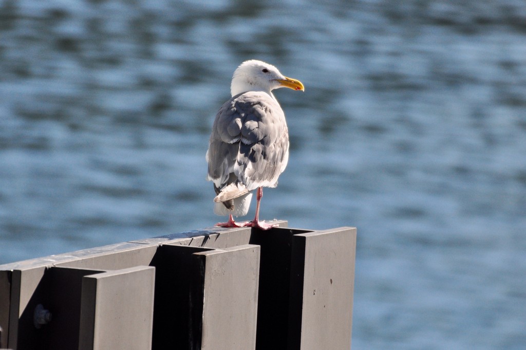Lone Sea Gull by mamabec
