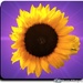 Sunflower  by stuart46