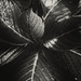 hydrangea leaves by kali66