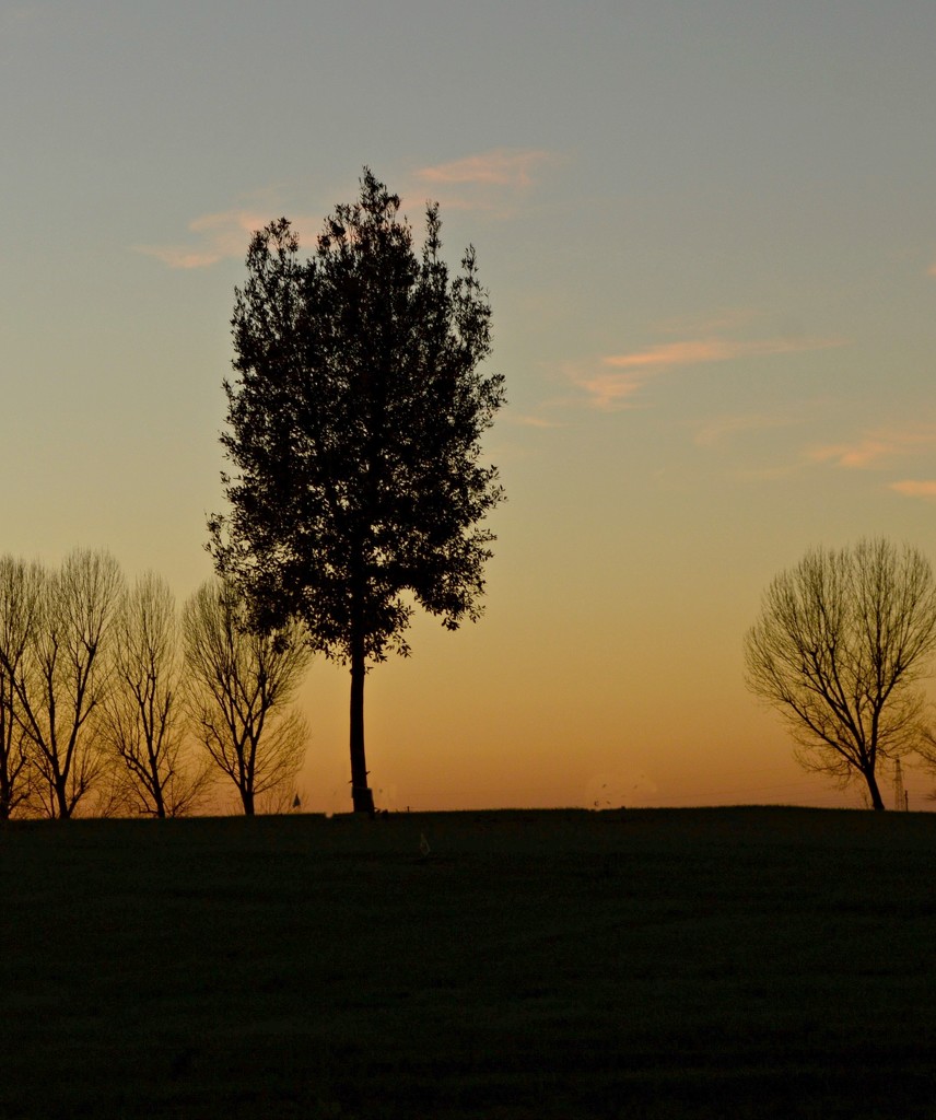 Tree at sunset in autumn by caterina