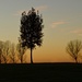 Tree at sunset in autumn by caterina