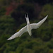 Diving tern by maureenpp