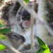 I've got you by koalagardens