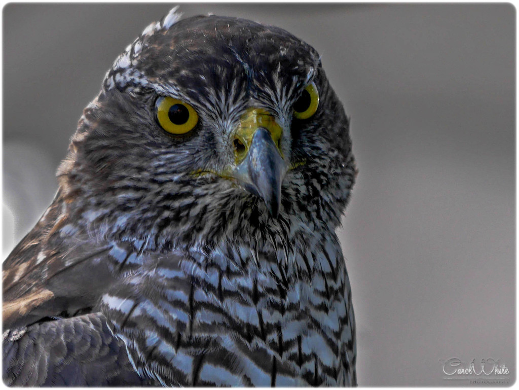 Falcon by carolmw