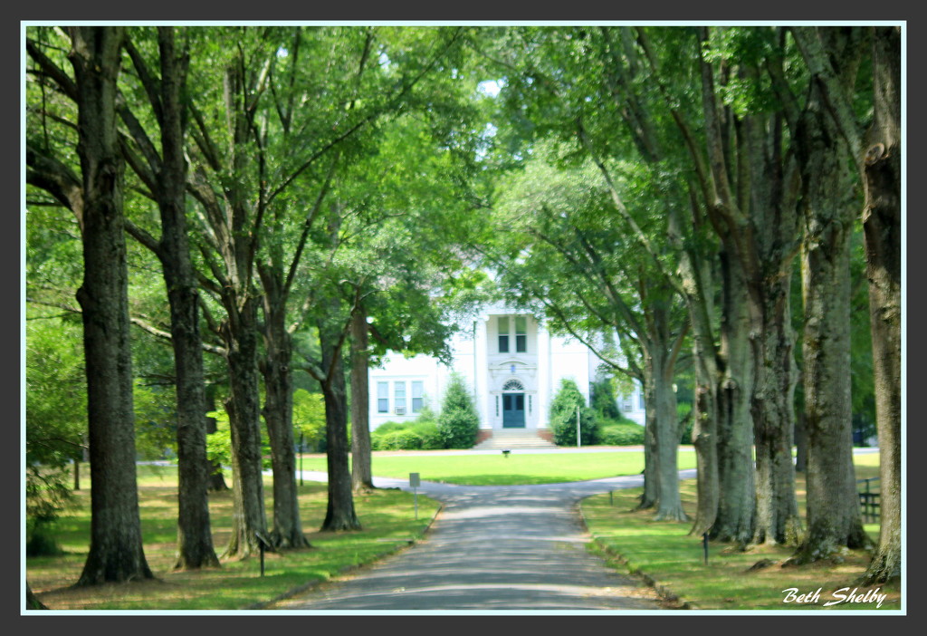 Tree Lined Drive by vernabeth