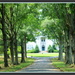 Tree Lined Drive by vernabeth