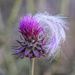 fashionable thistle by aecasey