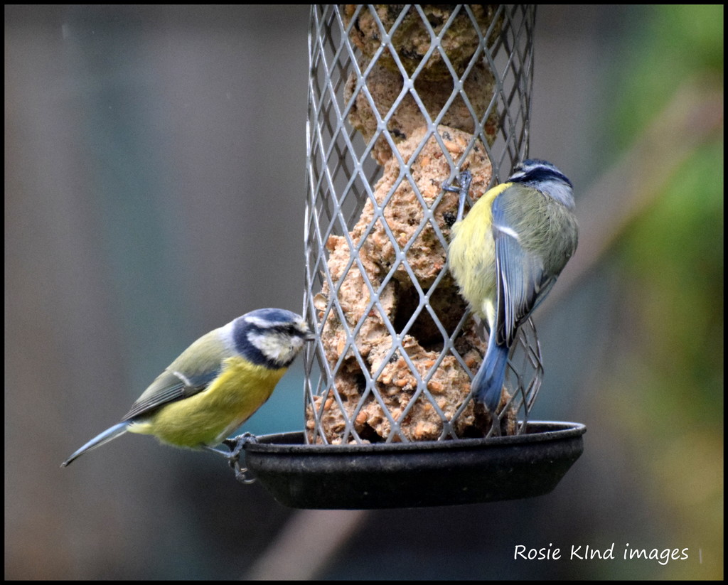 Tucking in by rosiekind