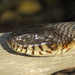 Water Snake by rob257