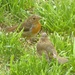  Young Robins  by susiemc