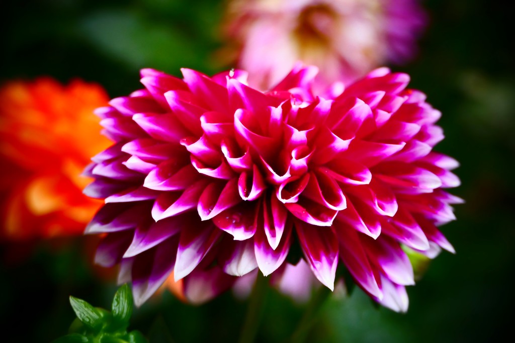Dahlia Number Two by carole_sandford