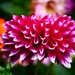 Dahlia Number Two by carole_sandford