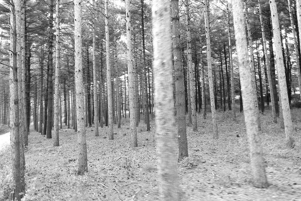 Black and White forest by homeschoolmom