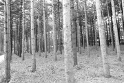 15th Aug 2017 - Black and White forest