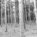 Black and White forest by homeschoolmom