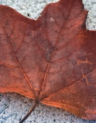 30th Aug 2017 - Day 364:  First Sign Of Fall