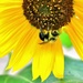 Bee the Sunflower by lynnz