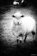 31st Aug 2017 - Who Are Ewe Looking At?