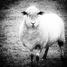 Who Are Ewe Looking At? by yorkshirekiwi