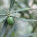 We have Olives!  by jamibann