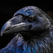 Raven (Best viewed on black) by carolmw