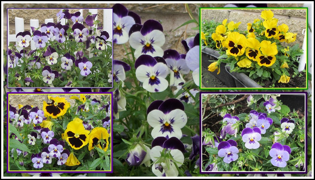 Pansies. by grace55