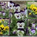 Pansies. by grace55
