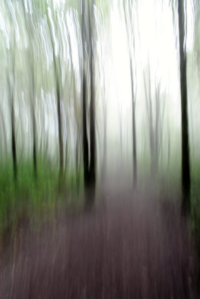A Slow Stroll Thourgh the Foggy Forest by alophoto